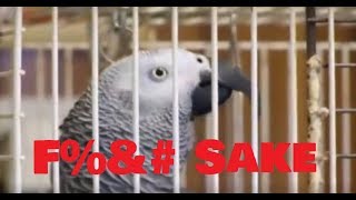 BIRD SWEARING COMPILATION  TRY NOT TO LAUGH [upl. by Ellard]