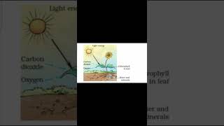 Science chapter 1 photosynthesis science sciencephotosynthesis english unnatiactivitypoint [upl. by Oiratno]