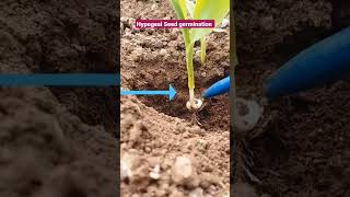 Hypogeal Seed Germination in maize [upl. by Lemkul]