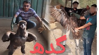 GIDH RESCUE KIYA VULTURE RESCUED [upl. by Dibru]