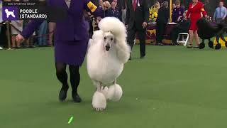 Poodles Standard  Breed Judging 2020 [upl. by Swerdna]