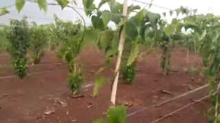 Sacha Inch Plant Farm  Sachi Inchi Cambodia Plukenetia volubilis [upl. by Anawt]