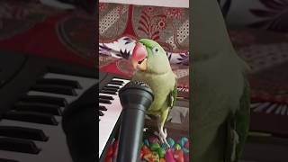 Happy playing Piano 🎹😍 Parrot [upl. by Rocray663]