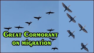 Great Cormorant on migration  Cormorant bird  Great Cormorants Flying in Formation  4K [upl. by Etnecniv691]