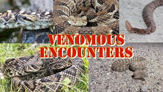 Our Epic venomous snake encounters part 1 [upl. by Edelsten697]