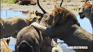 Waterbuck Almost Wins Against Lion Pride  Wildest Kruger Sightings [upl. by Mallorie126]