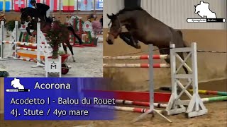 ACORONA  4j St v  4yo mare by Acodetto I  Balou du Rouet [upl. by Ytak858]