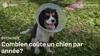 Avoir un chien un luxe [upl. by Dolly805]