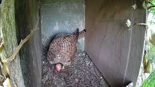 Kestrel Nesting Caught on Camera [upl. by Enyahc125]