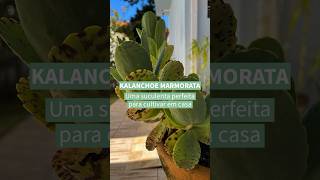 Kalanchoe marmorata  confira o post completo wwwterrariosesuculentascombr [upl. by Etnoved]