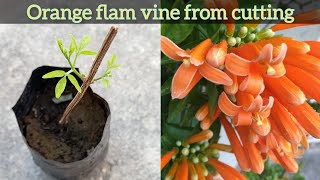 How to grow Orange flam vine from cutting  Trumpet vine  Pyrostegia venusta  Propagation [upl. by Eninaj]