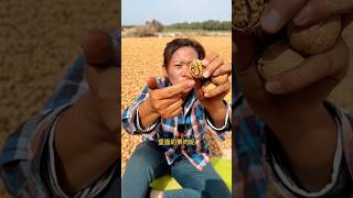 Farmers dry peanuts in the fieldyoutubeshorts shorts [upl. by Tremaine]