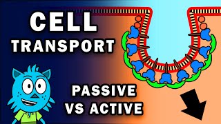 CELL TRANSPORT PASSIVE AND ACTIVE [upl. by Bibi]