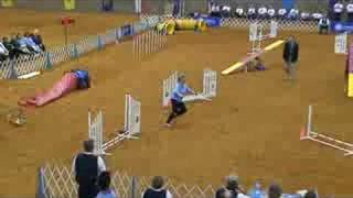 AKC National Agility Championship Finals CorgiPembroke [upl. by Nemra]