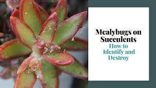 How to Identify and Destroy Mealybugs on Succulents  Easy Tips and Tricks [upl. by Anuaek]