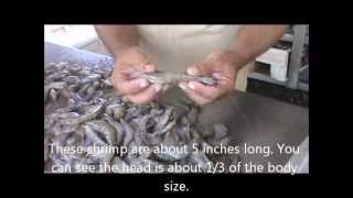 How to Freeze Fresh Caught Shrimp [upl. by Hong]