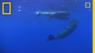 Sperm Whale Diving  National Geographic [upl. by Ttegirb]