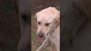 Feeding Aggressive Lab Is Impossible  dogwhisperer shorts cesarmillanaggressive [upl. by Patrick]