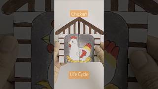 Life cycle of Chicken  Easy activity for kids youtubeshorts children papercraft craftchutney2 [upl. by Anialed]