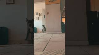 Greatest Pit Bull Dog On YouTube she does all her own stunts pitbullife pitbulldogvideo APBT [upl. by Suk]