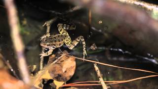 Pickerel Frog Calling [upl. by Enialed55]