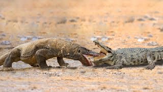 Crocodile Attacks Komodo Dragon To The Last Breath [upl. by Kipper781]