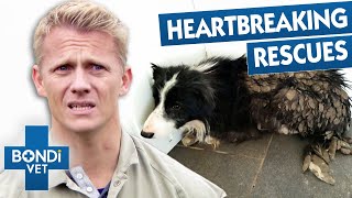 Most Challenging Pet Rescues 😨  Best Of Bondi Vet [upl. by Gnap787]