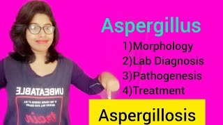 Aspergillosis Aspergillus Morphology Lab Diagnosis amp Pathogenesis amp Treatment [upl. by Sihtam]