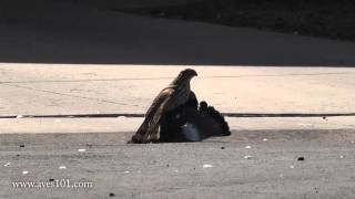 Coopers Hawk vs Pigeon  bird street fight [upl. by Asirap134]