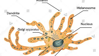 DISORDERS OF PIGMENTATION Dermatology neena Khanna [upl. by Yhtrod296]