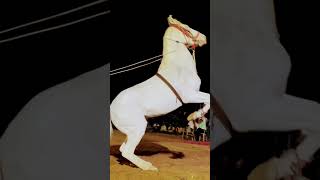 Horse dancing biggest talent [upl. by Airan]