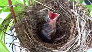 Yellow Vented Bulbul Chicks Progress [upl. by Autrey]