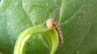 Cutworms Oruga cortadora Agrotis ipsilon [upl. by Mathur]