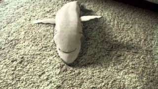 Shark playing dead Supercute [upl. by Navanod]