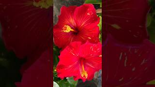 Hybrid hibiscus of my garden 🌺hibiscus hybridhibiscus youtubeshorts viralshort garden flowers [upl. by Clements362]