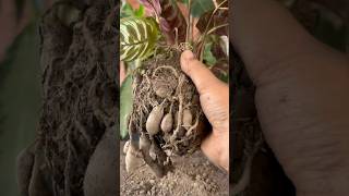 I Propagated My Calathea Plants shorts youtubeshorts garden [upl. by Nyliret385]