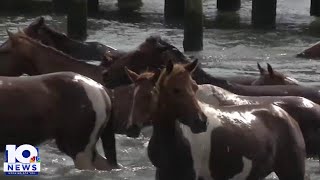 Chincoteague ponies become new state symbol [upl. by Helfand]