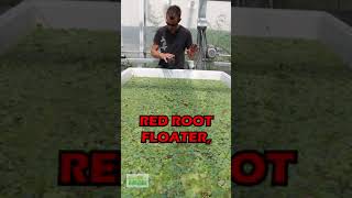 How To Make RED ROOT FLOATERS MORE RED [upl. by Jasun]