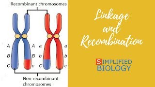 LINKAGE AND RECOMBINATION for NEET AIIMS AIPMT MCAT JIPMER PREMED [upl. by Yssirhc]