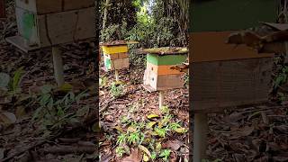 Início das floradas em Rondônia  Movimentação dos enxames apicultura bee abelhas roça [upl. by Ailuy896]