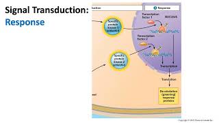 Signal Transduction and Etiolation in Plants  Biology [upl. by Alenoel]