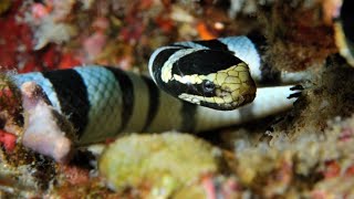 Sea Snakes Can Breathe Through Their Skin [upl. by Gariepy213]