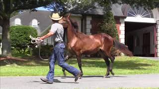 Paso Fino Colt  Atributo de United x La Reina de La Estancia [upl. by Yearwood360]