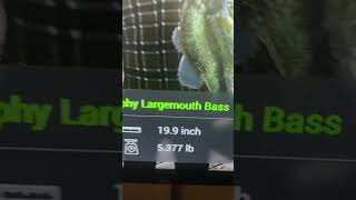 Everglades fishing planet fishing fishingplanet shorts youtubeshorts tiktok [upl. by Risay333]