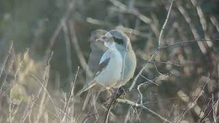 Piegrièche des steppes Steppe Grey Shrike Port du Stiff Ouessant Octobre 2024 [upl. by Adiari]