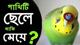 বাজ্রিগার যেকোনো পাখি মেলফিমেল চিনার উপায় 🐦 How To Budgie Male or Female Identify 💥Birds help Care [upl. by Suhpoelc]