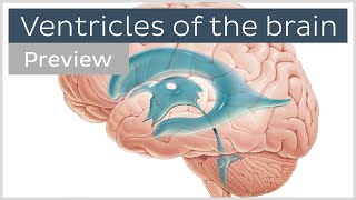 Anatomy Neuroscience 2 Module  Diencephalon amp 3rd ventricle Copy 1 [upl. by Evad]