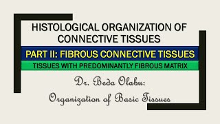 HISTOLOGICAL ORGANIZATION OF CONNECTIVE TISSUES PART II THE FIBROUS CONNECTIVE TISSUES [upl. by Ramunni373]