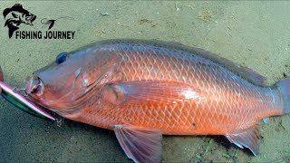 Beach Fishing And Backwater Mangrove Snapper Fishing [upl. by Erida]