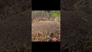 Timelapse Big Fire Ant Colony Rebulids After Multiple Rains [upl. by Nashbar]